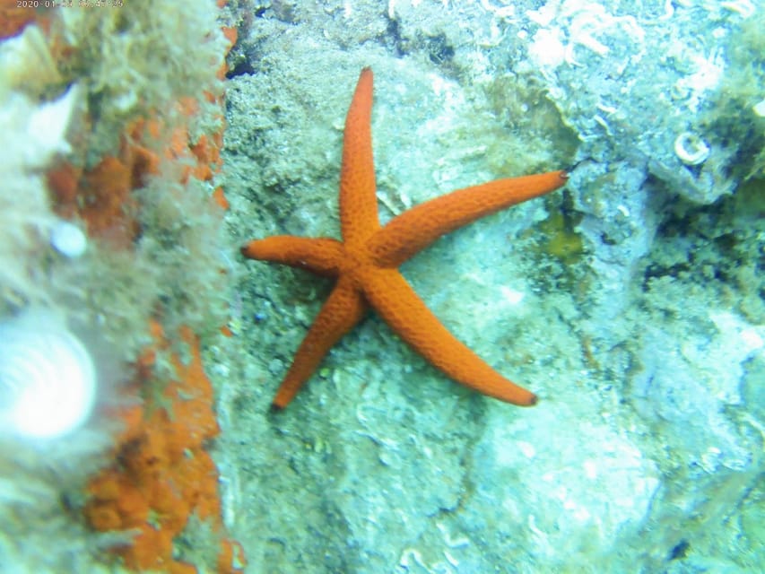 Kayak and snorkel Tour Platja d'Aro - A Two-Hour Costa Brava Reset From Platja d’Aro