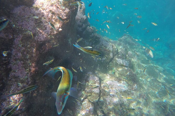 Kayak and Snorkeling Tour in Underwater Nature Reserve Garajau - Timing, pacing, and what to expect from the full two hours