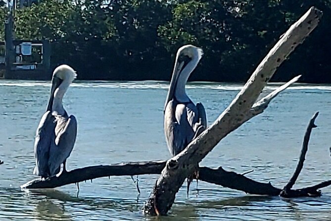 Kayak and SUP Rentals - Big Hickory Island - Fort Myers Beach, FL - When you reach open water: dolphins, birds, and that fast Gulf shift