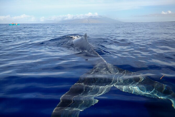 Kayak and Whale Watching Tour - Key highlights you can plan around