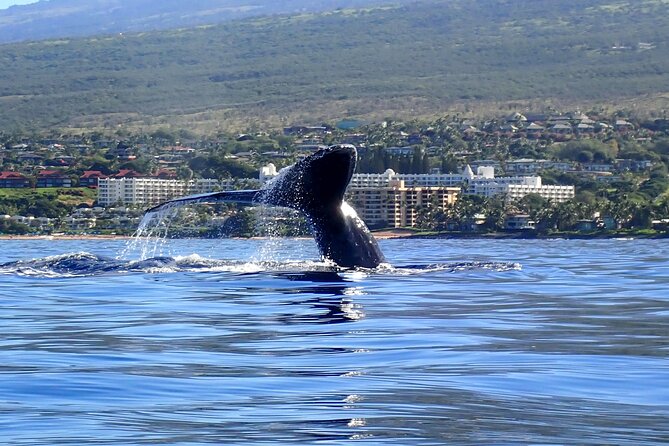 Kayak and Whale Watching Tour - The 3-hour kayak format: how the time usually feels