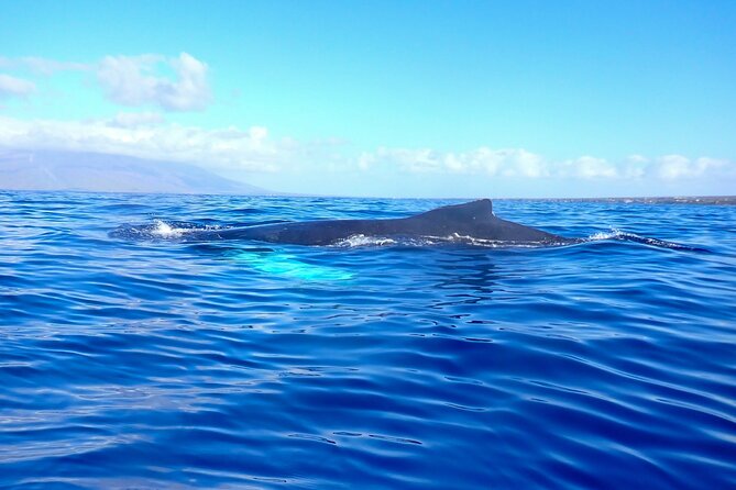 Kayak and Whale Watching Tour - Your guide makes the difference: Chris, Kris, and the safety-first vibe