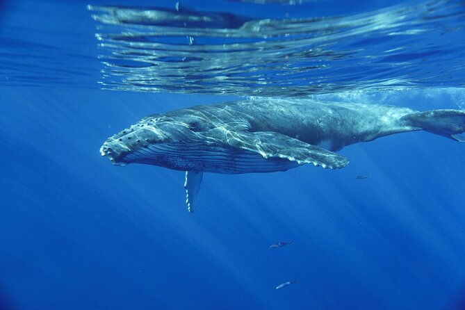 Kayak and Whale Watching Tour - Photos and bottled water: small add-ons that still matter