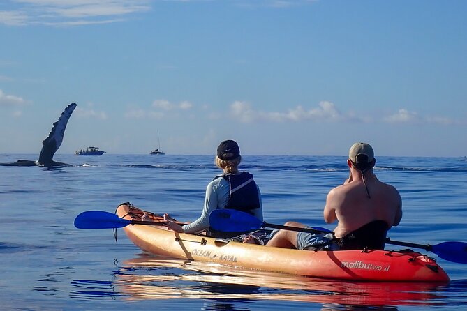 Kayak and Whale Watching Tour - Price check: is $130 a good deal for this kind of whale time?