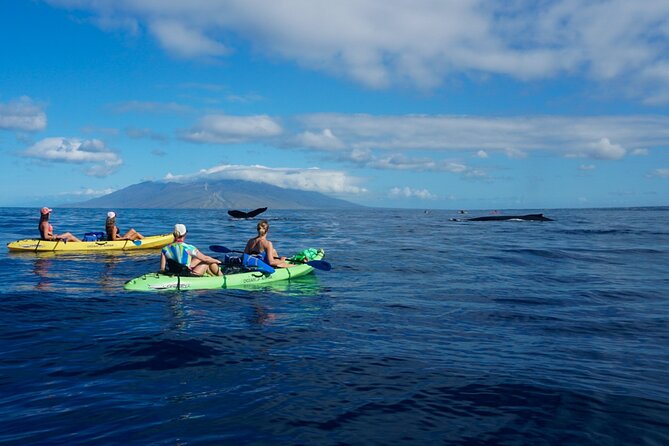Kayak and Whale Watching Tour - Who this tour fits best (and who should rethink it)