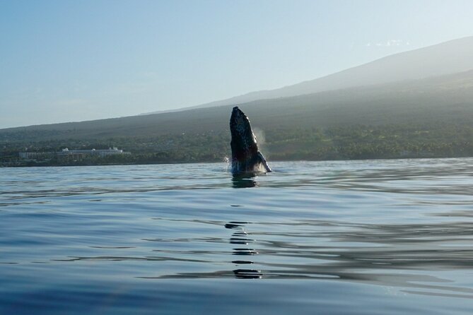 Kayak and Whale Watching Tour - Practical tips to enjoy your morning on the water