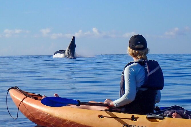 Kayak and Whale Watching Tour - Humpback encounters at water level: what you can actually expect