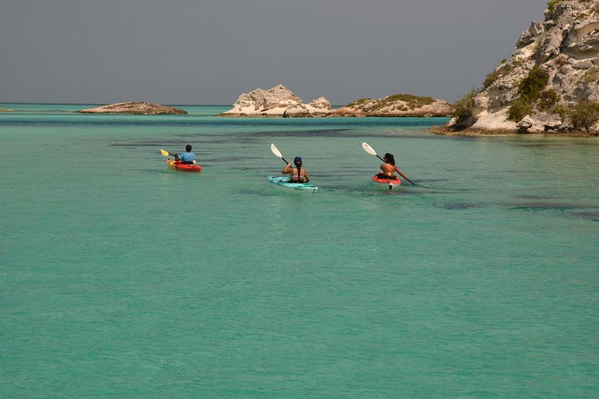 Kayak Eco Tour - Paddle Where the Mangroves Turn Into Nurseries