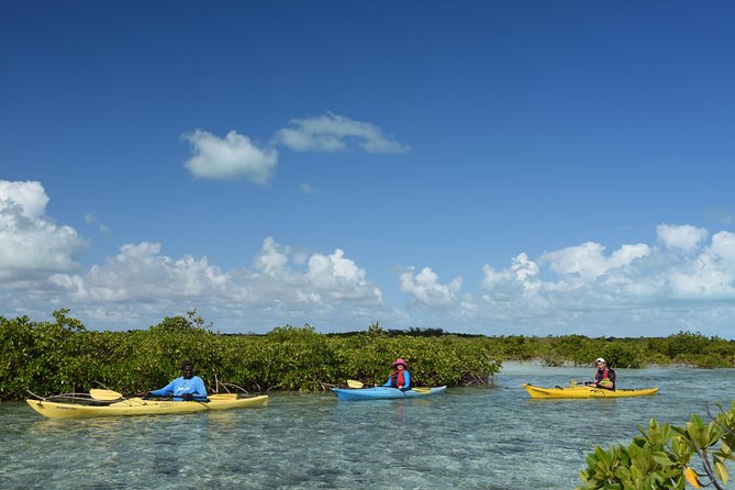 Kayak Eco Tour - High Tide Runs the Show