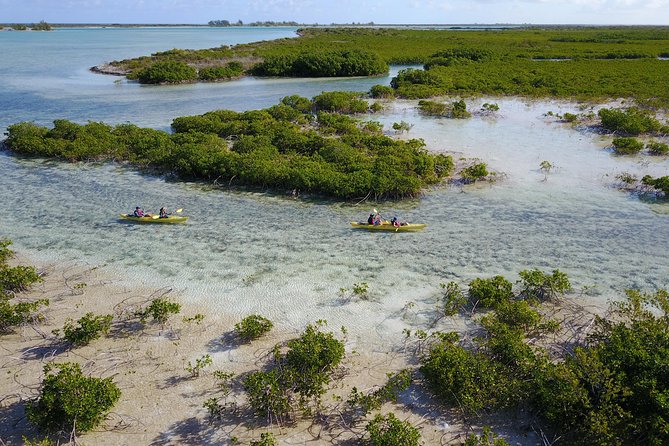 Kayak Eco Tour - What You’ll See: Nursery Grounds, Iguanas, and Sea Life at Close Range