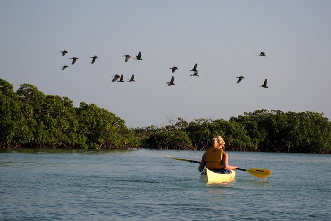 Kayak Eco Tour - Price and Value: What $296 Buys You (and What It Avoids)
