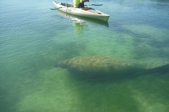 Kayak Eco Tour in Don Pedro Island - Don Pedro Island State Park from the kayak: mangroves, coves, and wildlife time