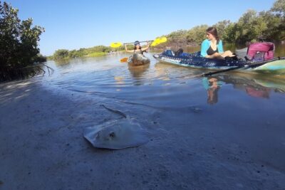 Kayak Experience in the Mangroves of Holbox Island - Punta Mosquito Start: How the Paddling Actually Feels