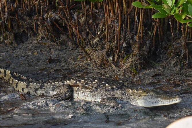 Kayak Experience in the Mangroves of Holbox Island - What the Guide Does: More Than Just Wildlife Spotting