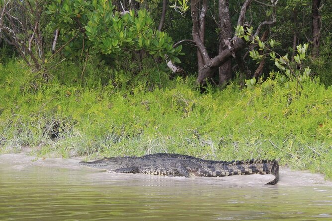 Kayak Experience in the Mangroves of Holbox Island - How the 3+ Hour Route Works (And Why Each Part Matters)