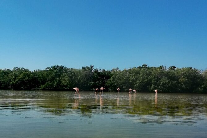 Kayak Experience in the Mangroves of Holbox Island - Who Should Book This Kayak Tour (And Who Might Skip It)