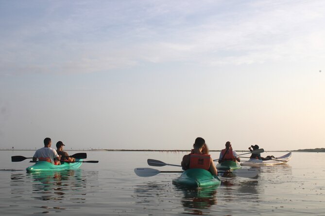 Kayak Mangroves Sunrise Experience - The main show: crocodiles, stingrays, flamingos, and birds