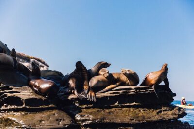Kayak Rental for Two People in La Jolla - 90 Minutes in the La Jolla Ecological Reserve: How the Water View Changes Everything
