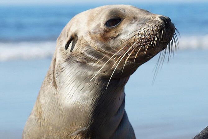 Kayak Rental for Two People in La Jolla - Value for Two People: Is $45 a Good Deal?