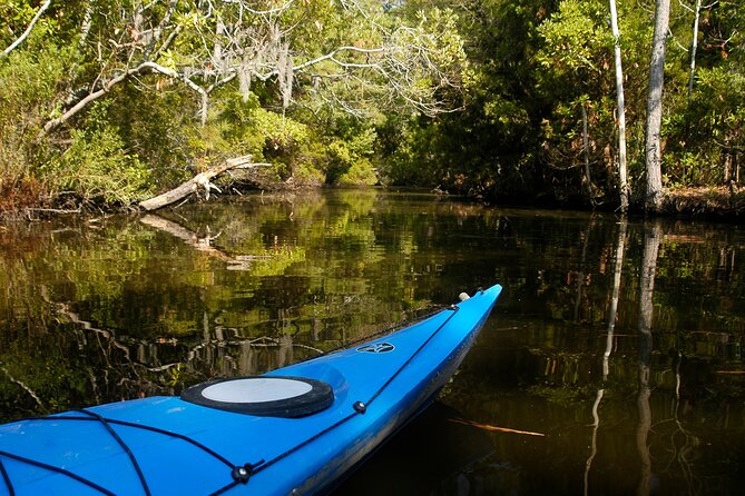 Kayak Rental on the Outer Banks - The wildlife factor: turtles, alligators, and photo moments