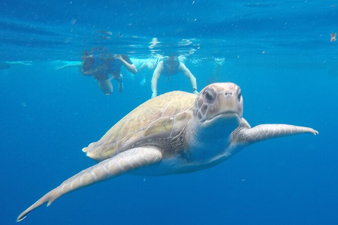 Kayak Route along the Volcanic Coast in Tenerife South with Snorkeling - Key things I’d highlight before you go