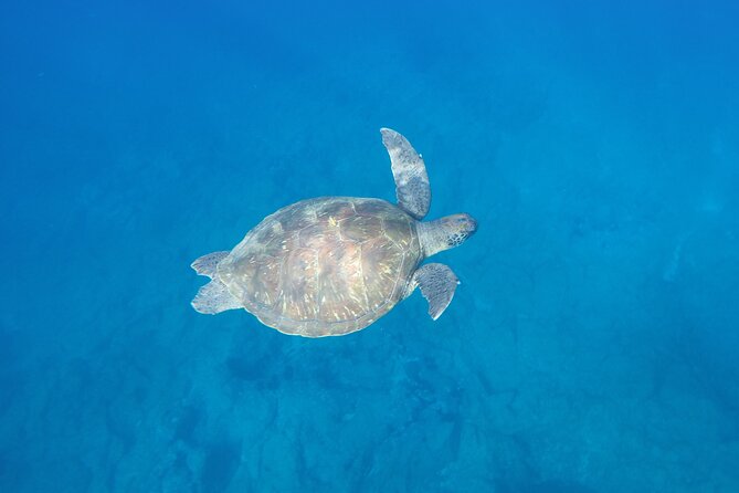 Kayak Route along the Volcanic Coast in Tenerife South with Snorkeling - The route along Tenerife’s volcanic coast: caves, scenery, and a guide-led hunt