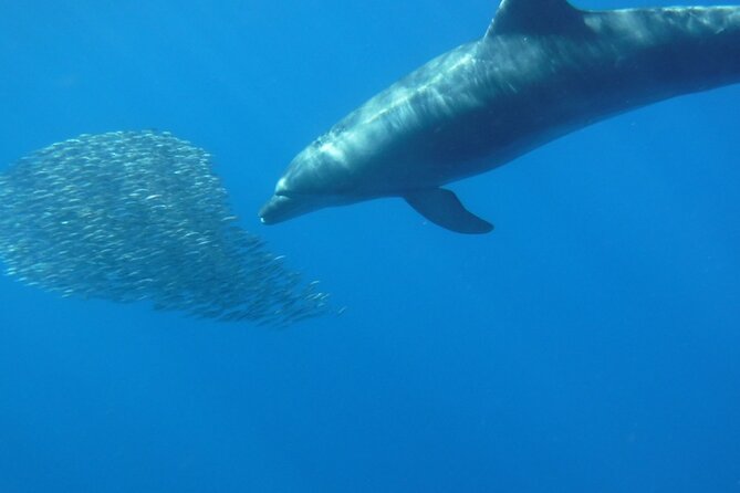 Kayak Route along the Volcanic Coast in Tenerife South with Snorkeling - Photos, videos, and the GoPro effect
