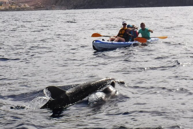 Kayak Route along the Volcanic Coast in Tenerife South with Snorkeling - Safety and guide style: what you want to look for on the day