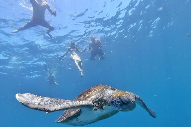 Kayak Safari with Dolphin and Turtle Watching in Guaza - Key points worth knowing before you go