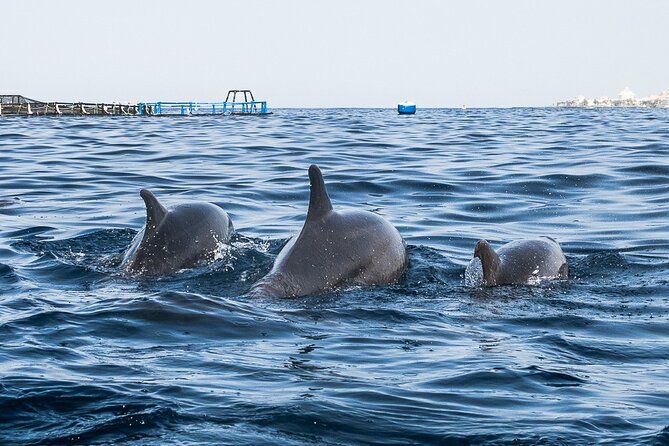 Kayak Safari with Dolphin and Turtle Watching in Guaza - The Guaza kayak safari: what the 3 hours feel like