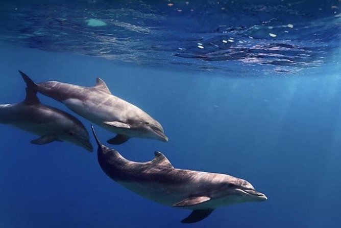 Kayak Safari with Dolphin and Turtle Watching in Guaza - Kayaking reality check: fitness level, waves, and hauling the kayak