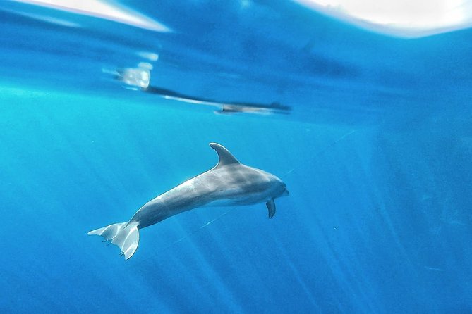 Kayak Safari with Dolphin and Turtle Watching in Guaza - Logistics in Los Cristianos: meeting point, small group, and timing