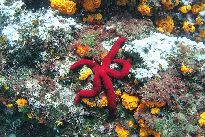 Kayak & Snorkel Tour in Cerro Gordo Natural Park, La Herradura - Snorkeling Reality Check: Clear Water, Cave Moments, and Seaweed Days