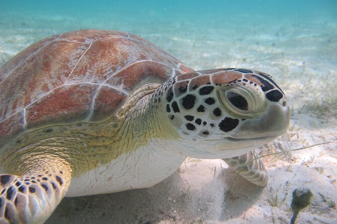 Kayak & Snorkel with Sea Turtles, National Park, St. John - The half-day flow: Honeymoon Beach start to being back again