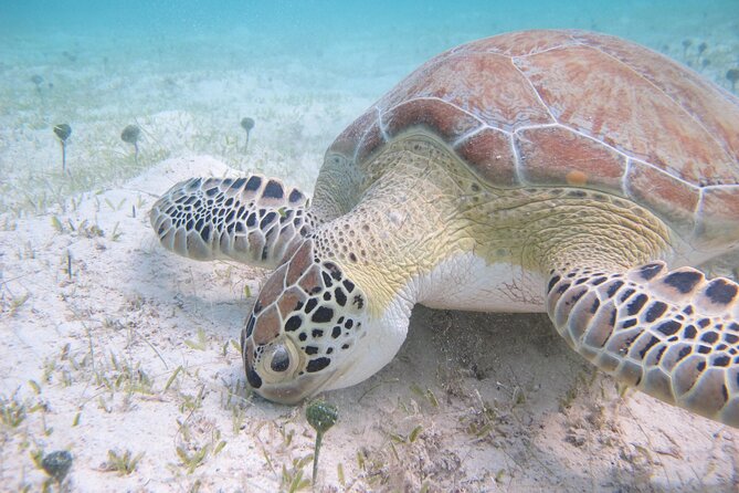 Kayak & Snorkel with Sea Turtles, National Park, St. John - Guides make the day: from Kenny to Pat (and more)