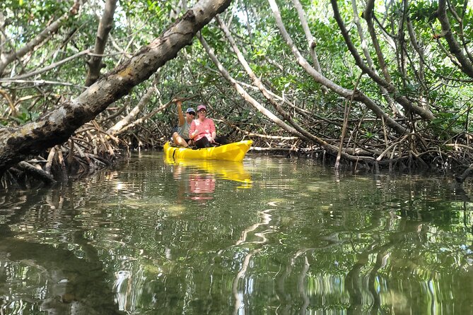 Kayak through Mangrove Forests in the Florida Keys - Wildlife Chances: Manatees, Jellyfish, Birds, and the Small Stuff