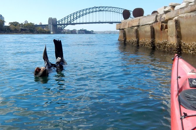 Kayak to Goat Island in Sydney Harbour with Local - Wildlife and history: what you should actually look for