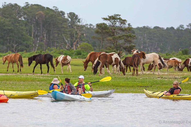 Kayak Tour along Assateague & Chincoteague Island, Virginia - Stop 1 on Assateague Island: ponies, eagles, and shorebirds