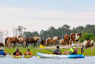 Kayak Tour along Assateague & Chincoteague Island, Virginia - Kayaks, crew, and group size for a 2.5-hour trip