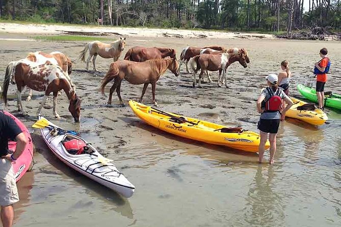 Kayak Tour along Assateague & Chincoteague Island, Virginia - Wildlife rules and the reality of close-up pony photos