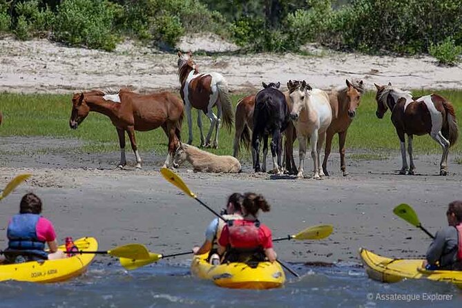 Kayak Tour along Assateague & Chincoteague Island, Virginia - What to bring so you can focus on wildlife