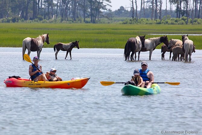 Kayak Tour along Assateague & Chincoteague Island, Virginia - Is it worth $79: value vs renting on your own