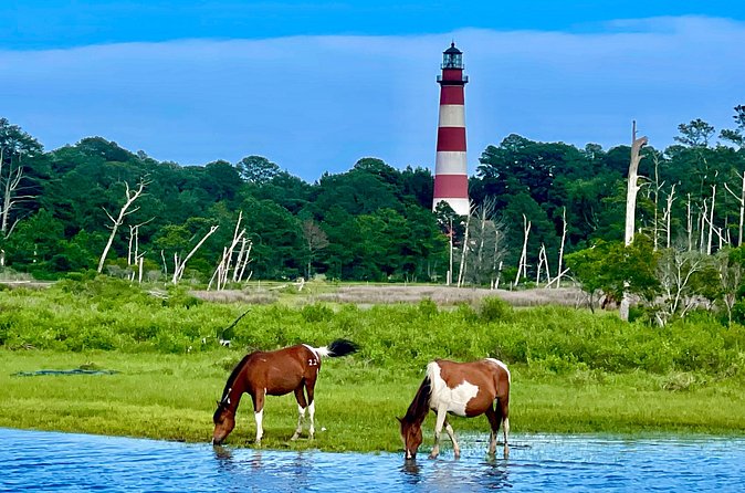 Kayak Tour around Chincoteague and Assateague Islands - Assateague Lighthouse built in the late 1860s: a landmark stop