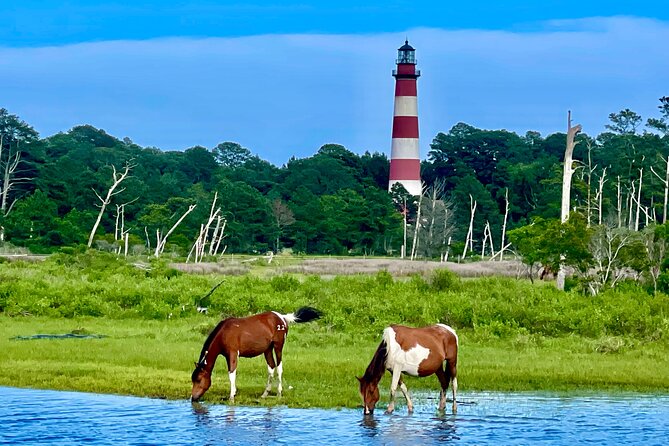 Kayak Tour around Chincoteague and Assateague Islands - Timing and tide: choose your tour time like a pro