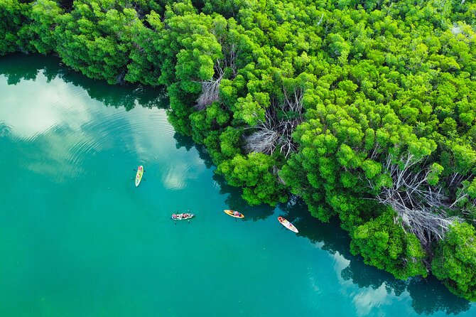 Kayak Tour at Sunset in Cancun - Wildlife spotting you can actually do at sunset