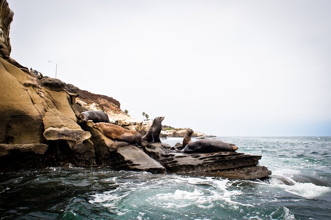 Kayak Tour of the 7 Caves - Who This La Jolla Kayak Tour Fits Best in San Diego