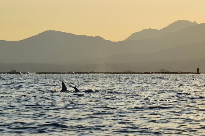 Kayak tour with aperitif and dolphins - Figarolo Island Aperitif: Local Snacks, Fish, Birds, and Dolphin Odds
