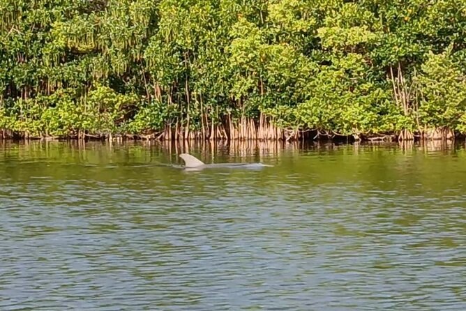 Kayak Tours and Rentals. Dolphins, Manatees, and Bioluminescence! - Wildlife sightings you can plan around: dolphins, manatees, and birds