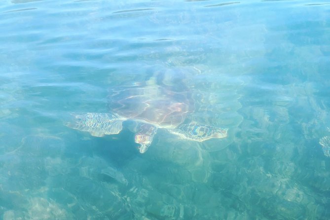 Kayak Turtle Tour from Palm Cove - Who should book this kayak turtle tour