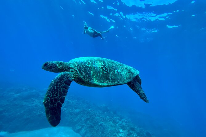 Kayak & Turtle Town Snorkel(Turtles Guaranteed) + Whale Watching - Whale watching from a kayak: bonus wildlife, but weather decides